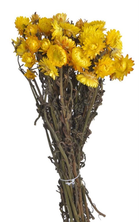 Kocanka w pęczku, susz roślinny ok. 42cm, 85g WOL-04KOL CANEA Kocanka w pęczku, susz roślinny ok. 42cm, 85g WOL-04KOL CANEA