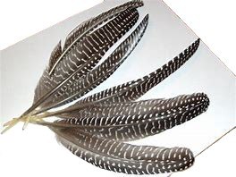 Pióra naturalne perliczki długie 10 gram SZYMSIAK Pióra naturalne perliczki długie 10 gram SZYMSIAK