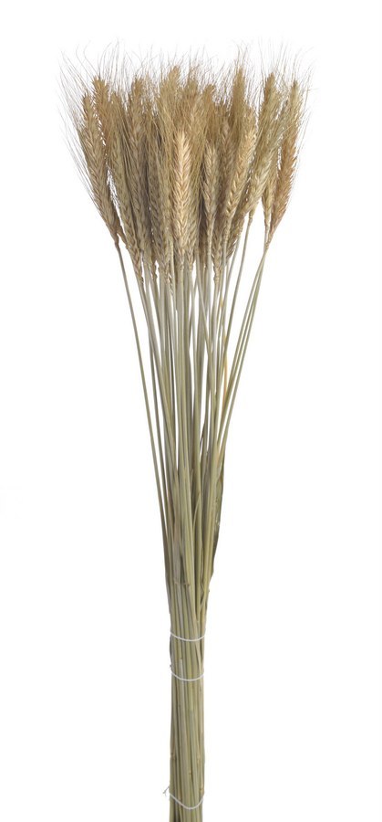 Susz naturalny - zboże paczkowane 60cm 55g WOL-11NAT CANEA Susz naturalny - zboże paczkowane 60cm 55g WOL-11NAT CANEA