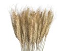 Susz naturalny - zboże paczkowane 60cm 55g WOL-11NAT CANEA Susz naturalny - zboże paczkowane 60cm 55g WOL-11NAT CANEA