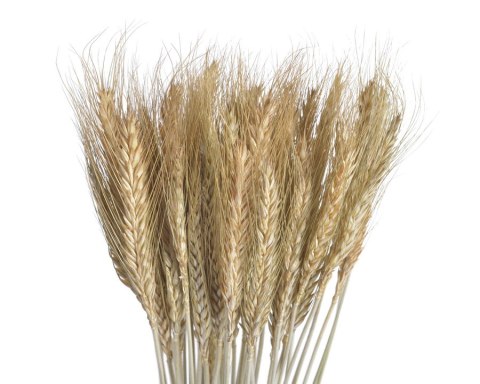 Susz naturalny - zboże paczkowane 60cm 55g WOL-11NAT CANEA Susz naturalny - zboże paczkowane 60cm 55g WOL-11NAT CANEA