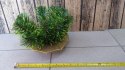 Podkład choinka sztuczna IKEBANA MARTINEX-PODKŁADY CHOINKA Podkład choinka sztuczna IKEBANA MARTINEX-PODKŁADY CHOINKA