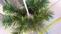Podkład choinka sztuczna IKEBANA MARTINEX-PODKŁADY CHOINKA Podkład choinka sztuczna IKEBANA MARTINEX-PODKŁADY CHOINKA